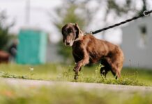 Adoptujete čtyřnohého parťáka z útulku? Společnost Mars radí, jak mu usnadnit seznámení s novou rodinou
