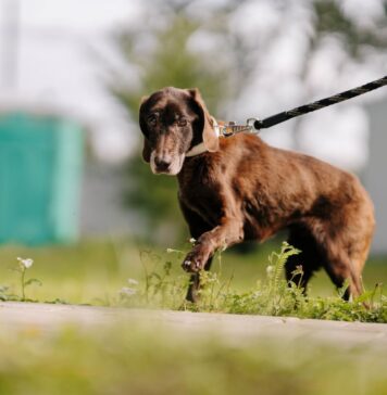 Adoptujete čtyřnohého parťáka z útulku? Společnost Mars radí, jak mu usnadnit seznámení s novou rodinou
